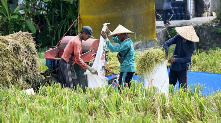 Bali Bidik Peningkatan Luas Panen MT II 2026 hingga 124 Ribu Hektare